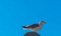 Seagull standing on wooden Pole