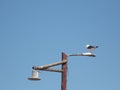 Seagull standing on the wooden streetlight