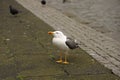 Seagull stands on a brick walkway near a busy street