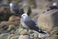 Seagull Royalty Free Stock Photo