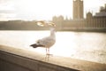 The seagull stands in the light of the sunset Royalty Free Stock Photo