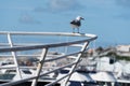 seagull stands on the rail Royalty Free Stock Photo