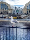A seagull stands on the railing of the river embankment Royalty Free Stock Photo