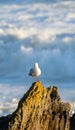 Seagull stands on rock with Cyclone Cody with unfocussed waves and swells behind