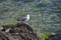 seagull stands on the rocks by the lake side Royalty Free Stock Photo