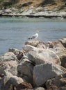 Seagull stands on the rocks  by the river side . Royalty Free Stock Photo