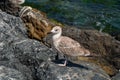 A seagull stands on a rocks by the sea, closeup. Royalty Free Stock Photo