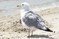 Seagull stands on the seashore on a warm sunny summer day. Bird Royalty Free Stock Photo