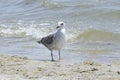 Seagull stands on the seashore on a warm sunny summer day. Bird Royalty Free Stock Photo