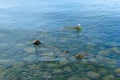 The Seagull stands on a stone in the sea, circles from a rain on water Royalty Free Stock Photo