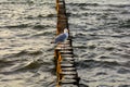 Seagull stands on a wooden breakwater