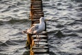 Seagull stands on a wooden breakwater