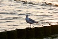 Seagull stands on a wooden breakwater