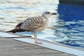 Seagull