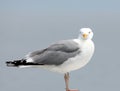 Seagull staring