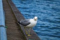 Seagull staring at the camera on the edge of the pier. Close up view of white and grey birds seagulls in front of natural blue