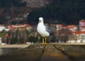 Seagull staring at camera