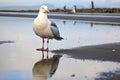 a seagull staring at its reflection in a puddle on a sandy beach Royalty Free Stock Photo