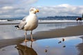 a seagull staring at its reflection in a puddle on a sandy beach Royalty Free Stock Photo