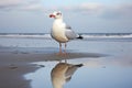 a seagull staring at its reflection in a puddle on a sandy beach Royalty Free Stock Photo