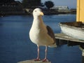 Seagull staring into a restaurant for food