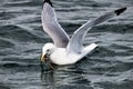 A seagull is starting from the surface of the sea  with seeweed into the bill Royalty Free Stock Photo