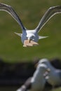 Seagull stealing food. Gull making a getaway with bread in its b