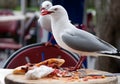 Seagull stealing human food