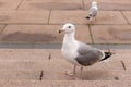 Seagull on the steps Royalty Free Stock Photo
