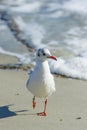Seagull steps Royalty Free Stock Photo