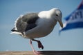 A seagull steps on the wood Royalty Free Stock Photo