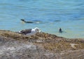 Seagull with stolen Penguin egg Royalty Free Stock Photo