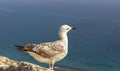 Seagull on a stone against the background of the sea in the sun. Seagull sits on the fortress wall against the background of the Royalty Free Stock Photo