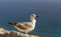 Seagull on a stone against the background of the sea in the sun. Seagull sits on the fortress wall against the background of the Royalty Free Stock Photo