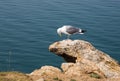 Seagull on the stone near the sea or lake. Background with blue sea water.