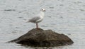 Seagull on stone in water Royalty Free Stock Photo