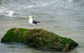 Seagull on stone in water Royalty Free Stock Photo