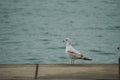This seagull stood in a daze Royalty Free Stock Photo