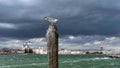 Seagull in a storm in Venice