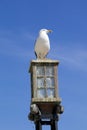Seagull on a street lamp