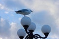 Seagull on street light of Brighton Pier Royalty Free Stock Photo