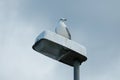 Seagull on Streetlamp