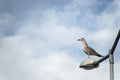 Seagull on a streetlight