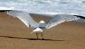 Seagull stretches wings and looks toward ocean