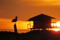 Seagull in stunts sunrise on the beach Royalty Free Stock Photo
