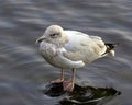 Seagull, on submerged rock, in river Royalty Free Stock Photo