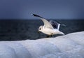 Seagull, winter landscape on the Baltic Sea Royalty Free Stock Photo