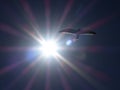 Seagull and the sun, Namibia