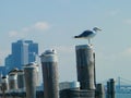 Seagull sunbathing