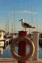 Seagull sunbathing on the waterfront Royalty Free Stock Photo